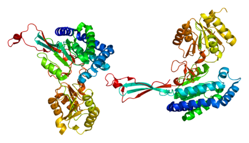 Aldehyde dehydrogenase 18 family, member A1